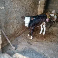 گوساله سیمنتال نر