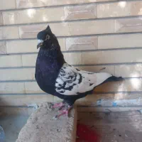 کفتر سینه|پرنده|شیراز, اصلاح‌نژاد|دیوار