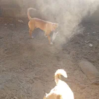 واگذاری سه غلاده سگ|سگ|شاهرود, |دیوار