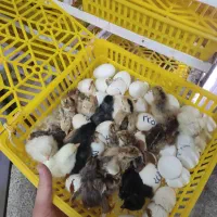 تبدیل تخم مرغ به جوجه