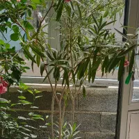 حراج گل طبیعی