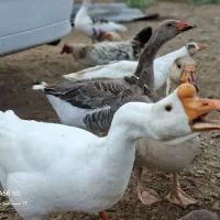 قو غازلیندا اصل و طبیعی و غاز محلی