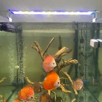 دیسکس|ماهی|تهران, یاخجی آباد|دیوار