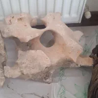 چوب اکواریوم|ماهی|تهران, تهرانسر شرقی|دیوار