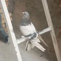 فروش کبوتر نقره ای و شازده بدرد بخور|پرنده|فرخ‌شهر, |دیوار