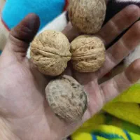 گردو تازه