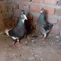 کفتر مفت مفت