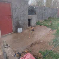 سگ واگذار شود|سگ|میاندوآب, |دیوار