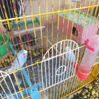 مرغ عشق|پرنده|پیرانشهر, |دیوار