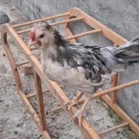 مرغ خروس گلین