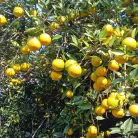 پرتغال محلی آبدار