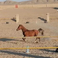 اسب خوش سواری