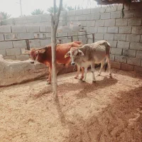 ۲عدد گوساله نر