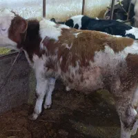 گوساله نر سیمینتال