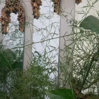 آینه سه تیکه|آینه|مشهد, خواجه ربیع|دیوار