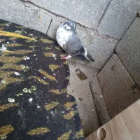 کبوتر|حیوانات|مسجد سلیمان, |دیوار