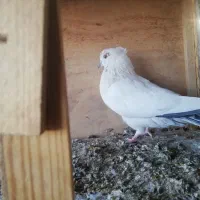 کبوتر پرشی|پرنده|سمنان, |دیوار