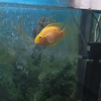 فروش اکواریوم بزرگ با ماهی و کلی لوازم همراه|ماهی|بندر انزلی, بی بی حوریه|دیوار