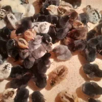 جوجه محلی جوجه رنگی اردک