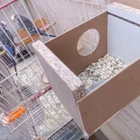 دو جفت جوجه انگلیسی گرید بالا آماده دستی شدن|پرنده|خواف, |دیوار