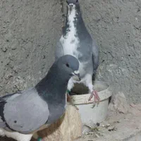 کبوتر دمگیر|پرنده|اصفهان, ولدان|دیوار