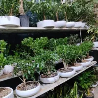 گل بنسای سانسوریا زامفولیا