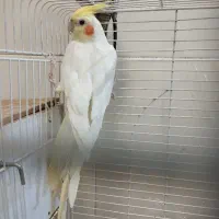 عروس هلندی ماده