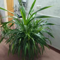 فروش گل پاندانوس زیبا و خیلی بزرگ