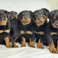 توله روتوایلر اصیل نر و ماده