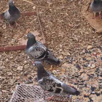 کبوتر پلاکی|پرنده|اهواز, فرهنگ شهر|دیوار