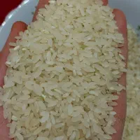 برنج کامفیروزی اصل