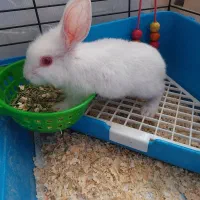 خرگوش|موش و خرگوش|تهران, کرمان|دیوار