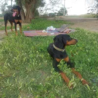 دوبرمن نر و ماده