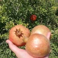 باغ در طارم . آستاکل بر جاده اصلی|فروش زمین و ملک کلنگی|طارم (زنجان), |دیوار