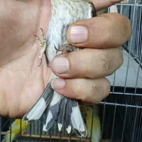 جوجه سهره|پرنده|تهران, اتابک|دیوار