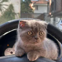 واگذاری گربه اسکاتیش|گربه|آمل, |دیوار