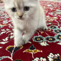 گربه سیلور اسکاتیش|گربه|شیراز, سعدیه شمالی|دیوار