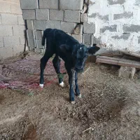 گوساله ماده