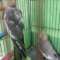 عروس هلندی دوتا بخر ۳ تا ببر|پرنده|قائمشهر, |دیوار