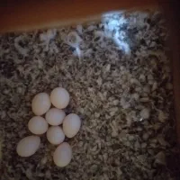 سلام یک جفت فنج کرم لایت