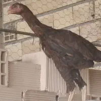 خروس و مرغ لاری|پرنده|دره شهر, |دیوار