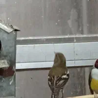 سهره|پرنده|ساوه, |دیوار