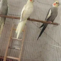 عروس هلندی|پرنده|کاشان, فین بزرگ|دیوار