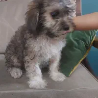 سگ پودل|سگ|اراک, |دیوار