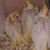 عروس هلندی لوتینو سرلاکی|پرنده|بهارستان, |دیوار