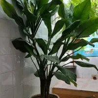 گل زیبای مناسب هدیه و دفتر کار و منزل|گل و گیاه طبیعی|فیروزآباد (فارس), |دیوار