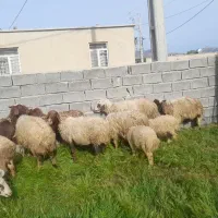 فروش حیوانات مزرعه