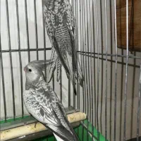 عروس هلندی ایزابلا