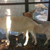 فروشی|حیوانات مزرعه|فریمان, |دیوار