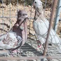 دو تا کمتر مفت